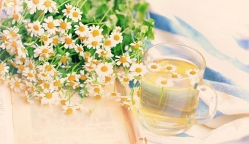 Gebelikte Papatya Çayı Kullanımı ve Faydaları Nelerdir?