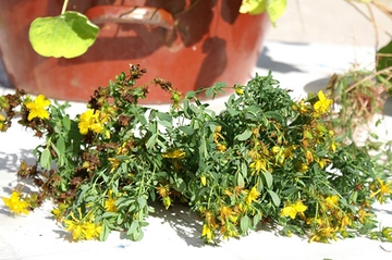 Kantaron Çayı Özellikleri ve Faydaları Nelerdir?